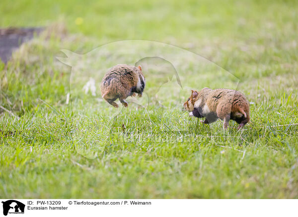 Eurasian hamster / PW-13209