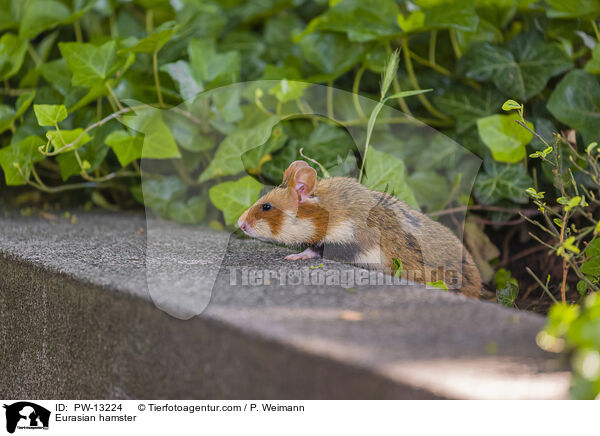 Eurasian hamster / PW-13224