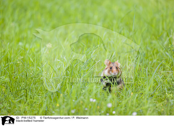 black-bellied hamster / PW-15275