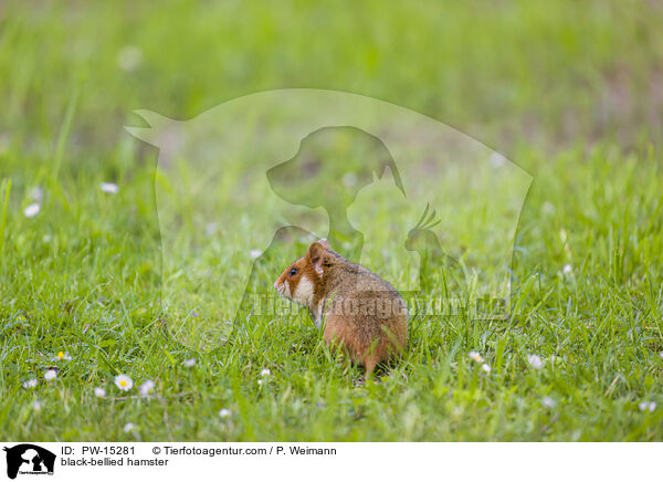 black-bellied hamster / PW-15281