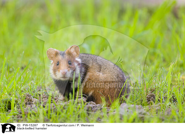 black-bellied hamster / PW-15287