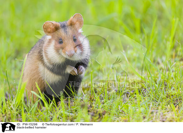 black-bellied hamster / PW-15298