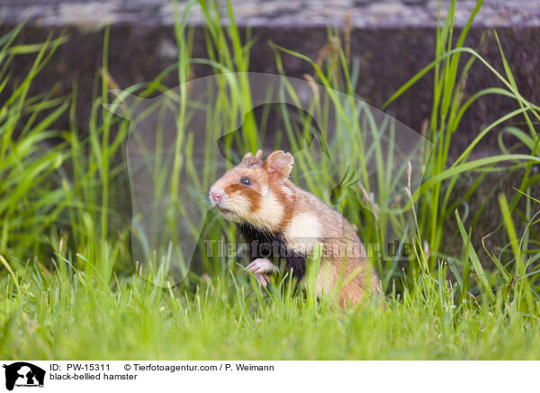 black-bellied hamster / PW-15311