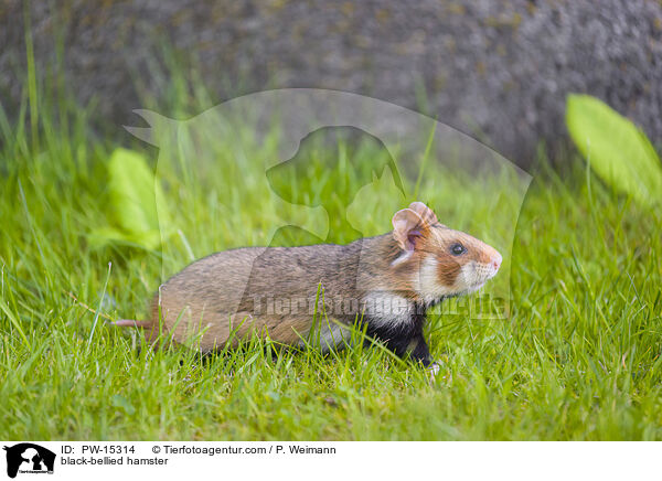 black-bellied hamster / PW-15314