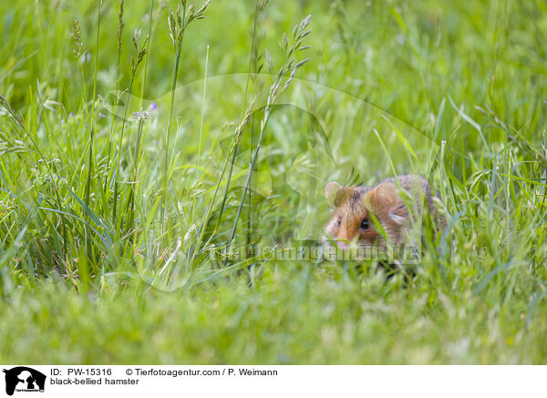 black-bellied hamster / PW-15316