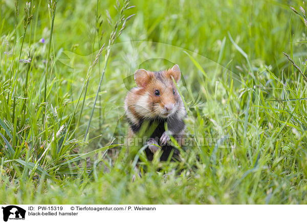 black-bellied hamster / PW-15319