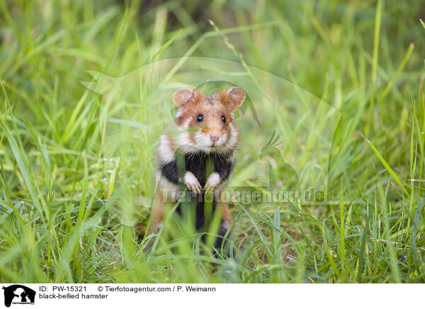 black-bellied hamster / PW-15321