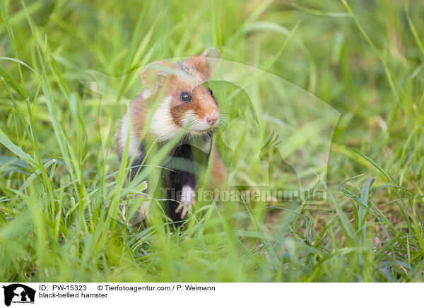 black-bellied hamster / PW-15323