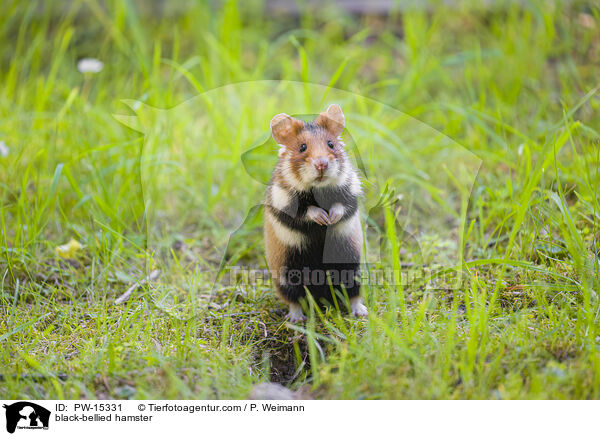black-bellied hamster / PW-15331