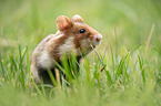 black-bellied hamster on meadow