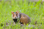 black-bellied hamster