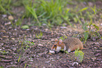 black-bellied hamster