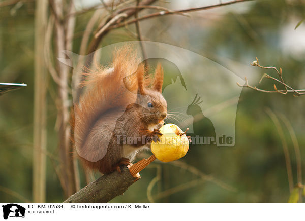 red squirrel / KMI-02534