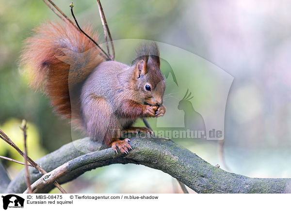 Eurasian red squirrel / MBS-08475