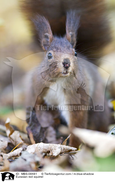 Eurasian red squirrel / MBS-08481