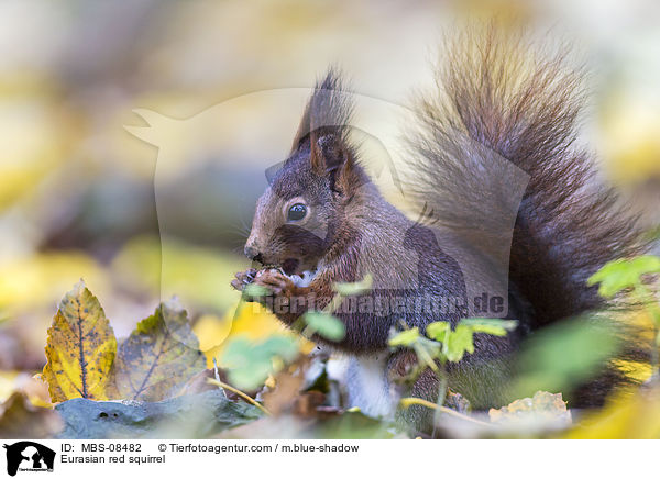 Eurasian red squirrel / MBS-08482