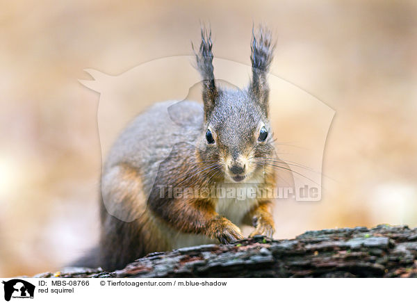 red squirrel / MBS-08766