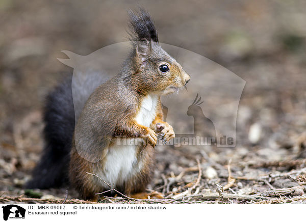 Eurasian red squirrel / MBS-09067