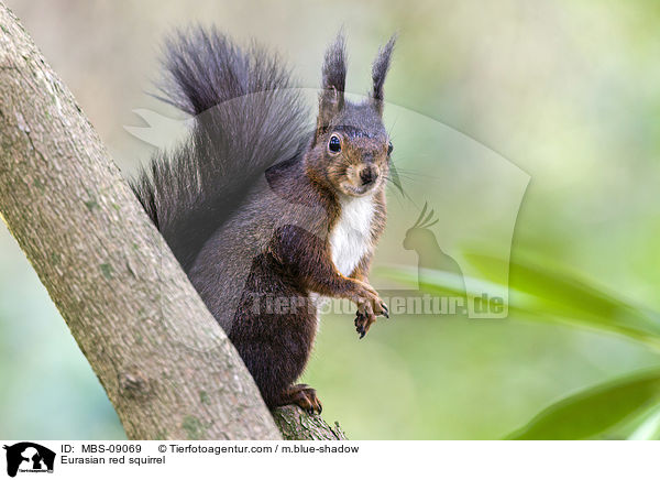 Eurasian red squirrel / MBS-09069