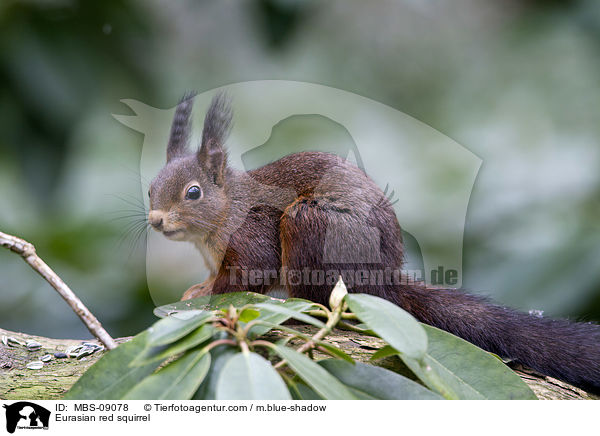 Eurasian red squirrel / MBS-09078