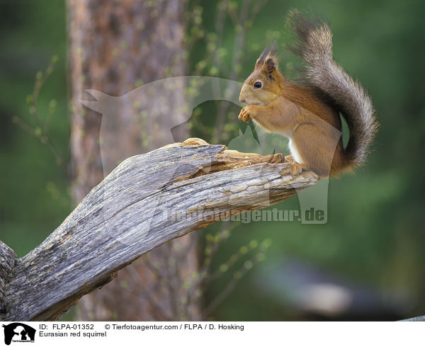 Eurasian red squirrel / FLPA-01352