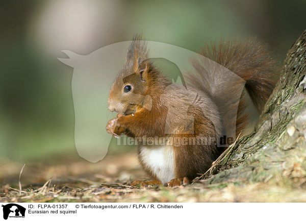Eurasian red squirrel / FLPA-01357