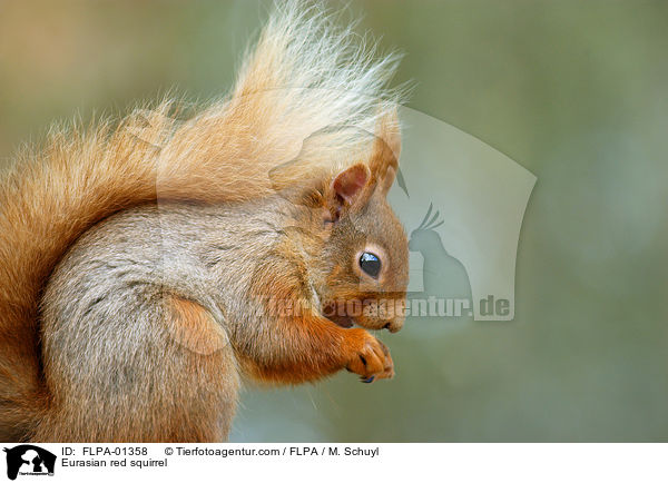 Eurasian red squirrel / FLPA-01358