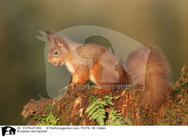 Eurasian red squirrel / FLPA-01362