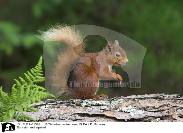 Eurasian red squirrel / FLPA-01368