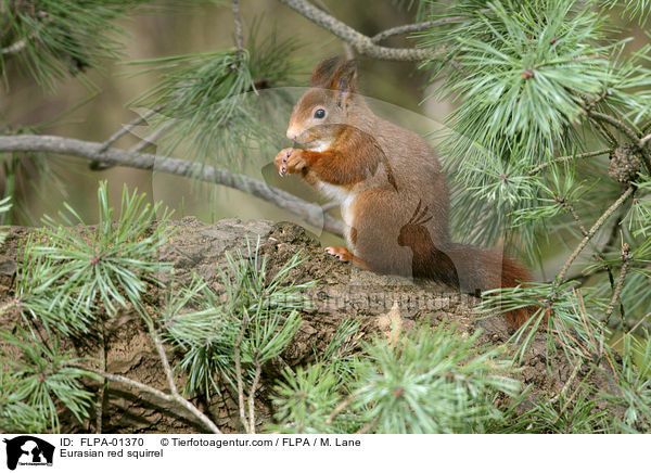 Eurasian red squirrel / FLPA-01370