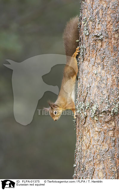Eurasian red squirrel / FLPA-01375