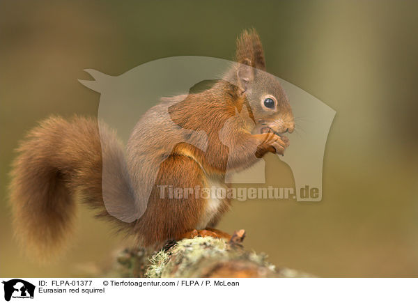 Eurasian red squirrel / FLPA-01377