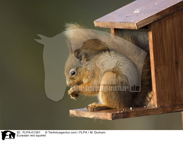 Eurasian red squirrel / FLPA-01381