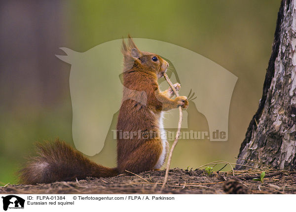 Europisches Eichhrnchen / Eurasian red squirrel / FLPA-01384