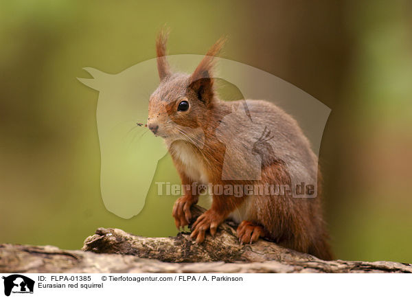 Eurasian red squirrel / FLPA-01385