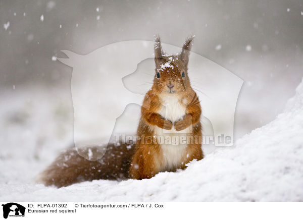 Europisches Eichhrnchen / Eurasian red squirrel / FLPA-01392