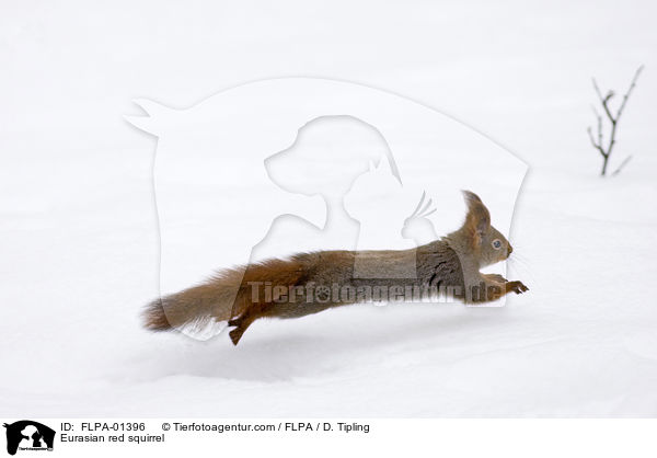 Eurasian red squirrel / FLPA-01396