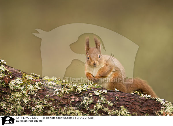 Eurasian red squirrel / FLPA-01399
