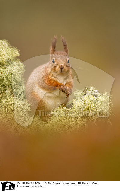 Europisches Eichhrnchen / Eurasian red squirrel / FLPA-01400
