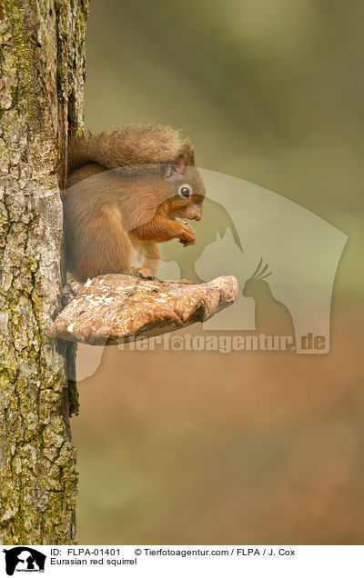 Europisches Eichhrnchen / Eurasian red squirrel / FLPA-01401