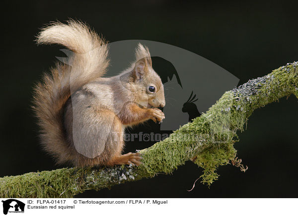 Eurasian red squirrel / FLPA-01417