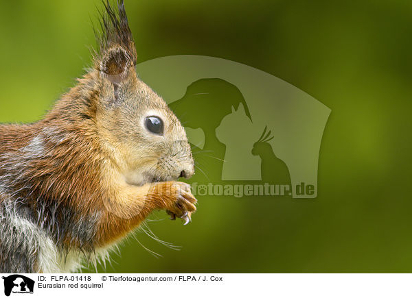 Europisches Eichhrnchen / Eurasian red squirrel / FLPA-01418