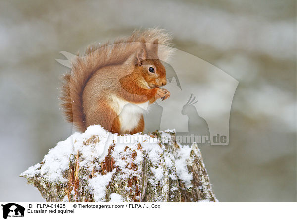 Europisches Eichhrnchen / Eurasian red squirrel / FLPA-01425