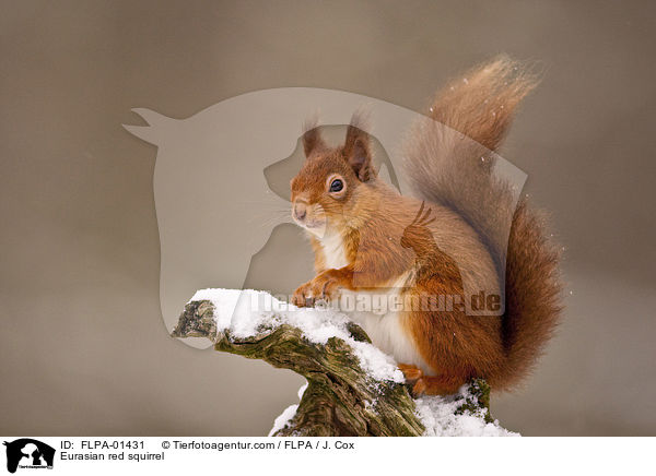 Europisches Eichhrnchen / Eurasian red squirrel / FLPA-01431