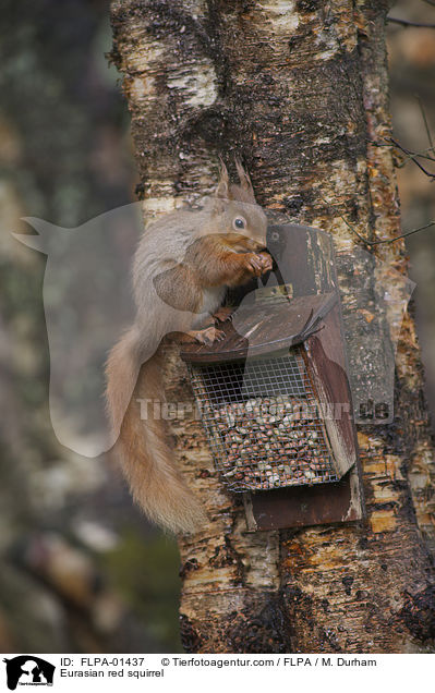 Eurasian red squirrel / FLPA-01437