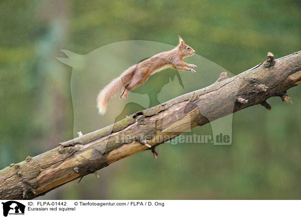 Eurasian red squirrel / FLPA-01442