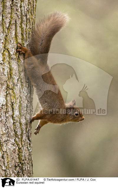 Europisches Eichhrnchen / Eurasian red squirrel / FLPA-01447