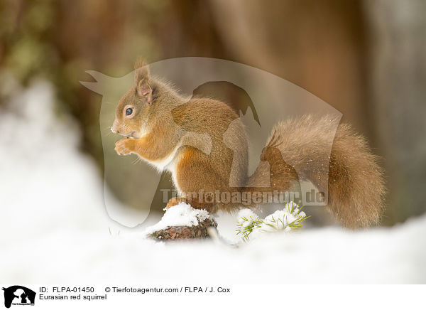 Eurasian red squirrel / FLPA-01450