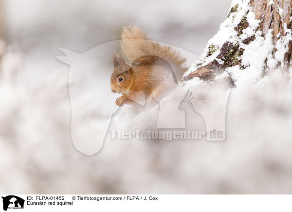 Eurasian red squirrel / FLPA-01452