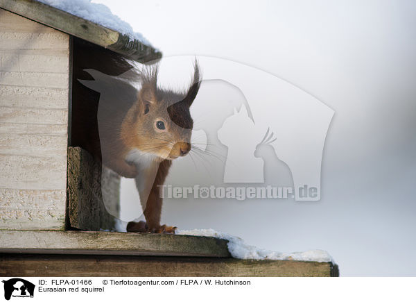 Eurasian red squirrel / FLPA-01466